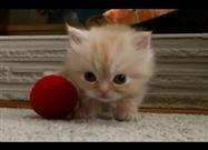 The Kitten Dance