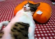 Cat Sleeping Like a Human