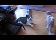 Thomas, Cat of Mystery