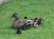 Mother Duck and Her 12 Ducklings