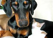 Hanna the Doberman and Her Kitten