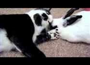 Kitty and Bunny Love
