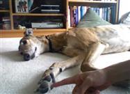 Are Dogs Ticklish?
