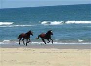 Wild Horses Running on Corolla Beach North Carolina