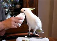 Cockatoo Using a Napkin