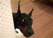 Doberman Wants to Play