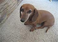 Riley the Dachshund Opens His Stocking