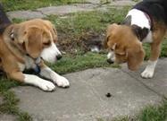 Beagles Howling at Bumblebee
