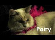Cats New Year's Resolutions