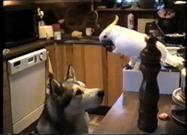 Smart Bird Feeds Malamute