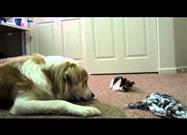 Kitty Bops Dog on the Nose