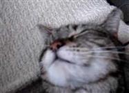 Kitty Belly Rub