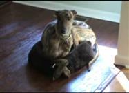 Dog Sleeps Like a Cat