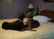 Chatty Dobermans
