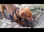 Dig This Dachshund
