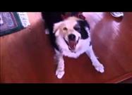 Sneezing Dogs