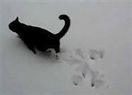 Cats in the Snow
