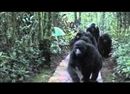 Touched By a Wild Mountain Gorilla