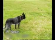 World's Most Obedient Dog