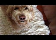 Smiling Milo