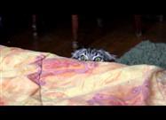 Psycho Kitty