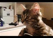 Feline Headgear