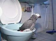 Parrot is Potty Trained