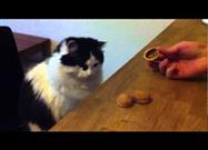 Cat Plays Shell Game … and Wins!