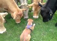 Boxer Puppy Meets Cows