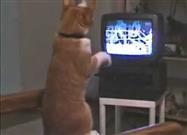 This Cat Pulls No Punches