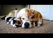 Dog Naps with Kittens