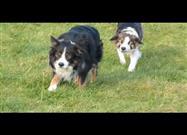 Collie Stalkers