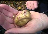 Snoring Dormouse