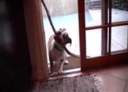 Bulldog Will Not Be Denied His Prize