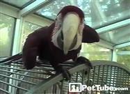Ceiling Sliding Birds