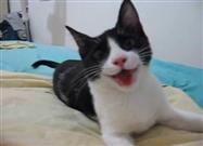 Species-Confused Kitty