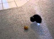 Tiny Mutant Ninja Kitty