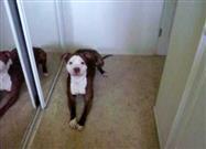 Dog Hates Baths