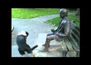Dog Tries to Play with Stranger on Park Bench