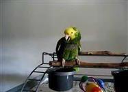 Parrot Cries Like a Baby
