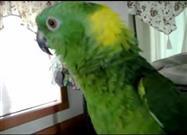 Bird Sings His Heart Out
