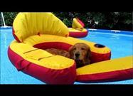 Dogs Enjoying the Pool