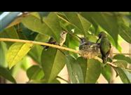 Hummingbird Baby Takes First Flight