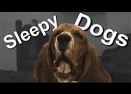 Sleepy Dogs