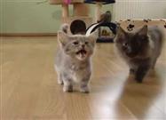 The Kitten Who Will Not Be Ignored