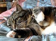Cat Lets Baby Chick Snuggle Up