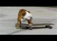 Skateboarding Dog