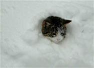 Cats Having a Blast in the Snow