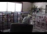 Snowball Dances to Queen