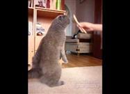 Cat Loves to Have His Face Brushed